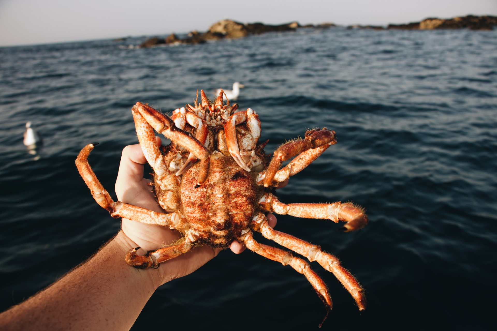 Cooking Up Some Crab In Ucluelet! - The Gray Team